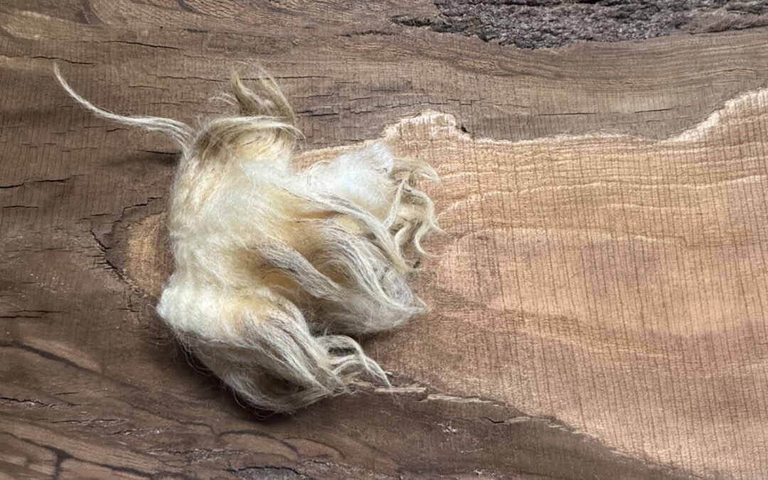 The Churro Fleece