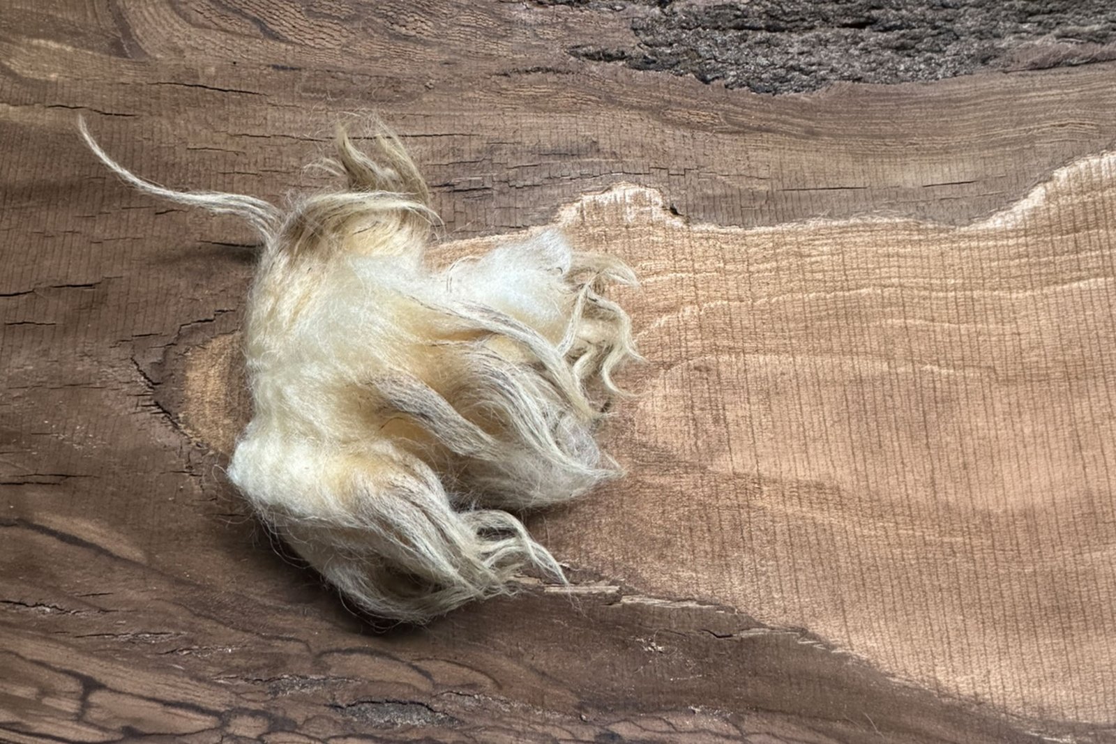 Raw Navajo Churro fleece resting on a wooden surface before preparation for fiber art and textile work.