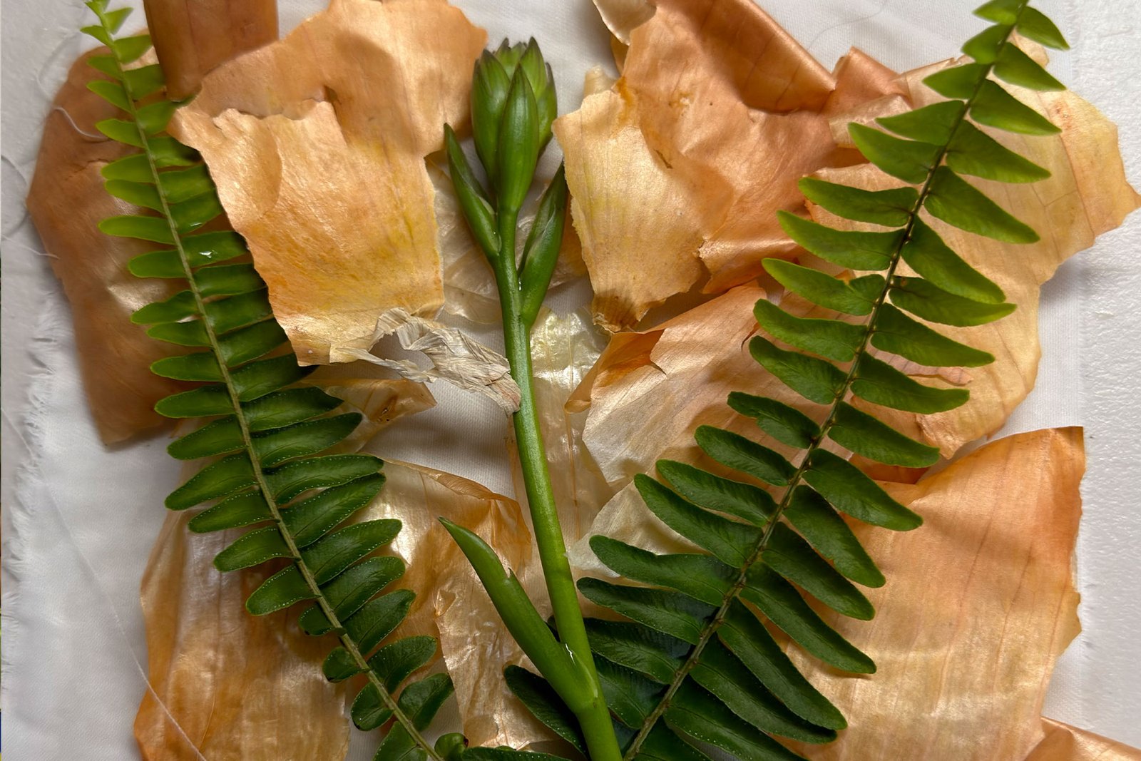 Onion peels and hosta flowers for eco-printing study