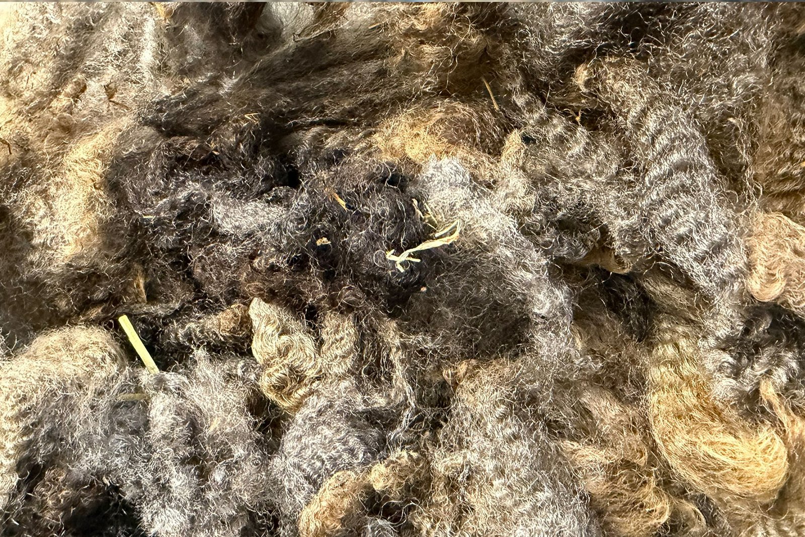 Raw Romney fleece with natural lock structure, lanolin, and vegetable matter before processing into fiber art.