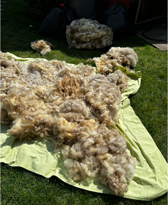 Raw sheep fleece being skirted outdoors before scouring and washing.
