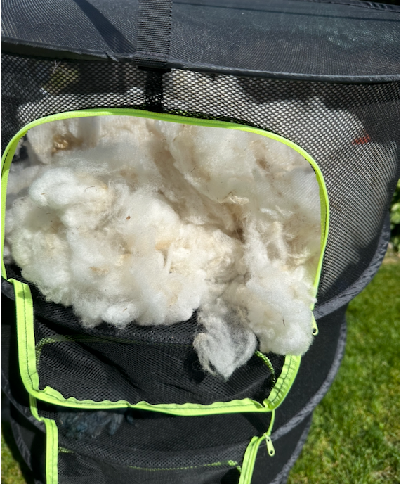 Freshly scoured sheep fleece drying in a mesh drying rack after washing.