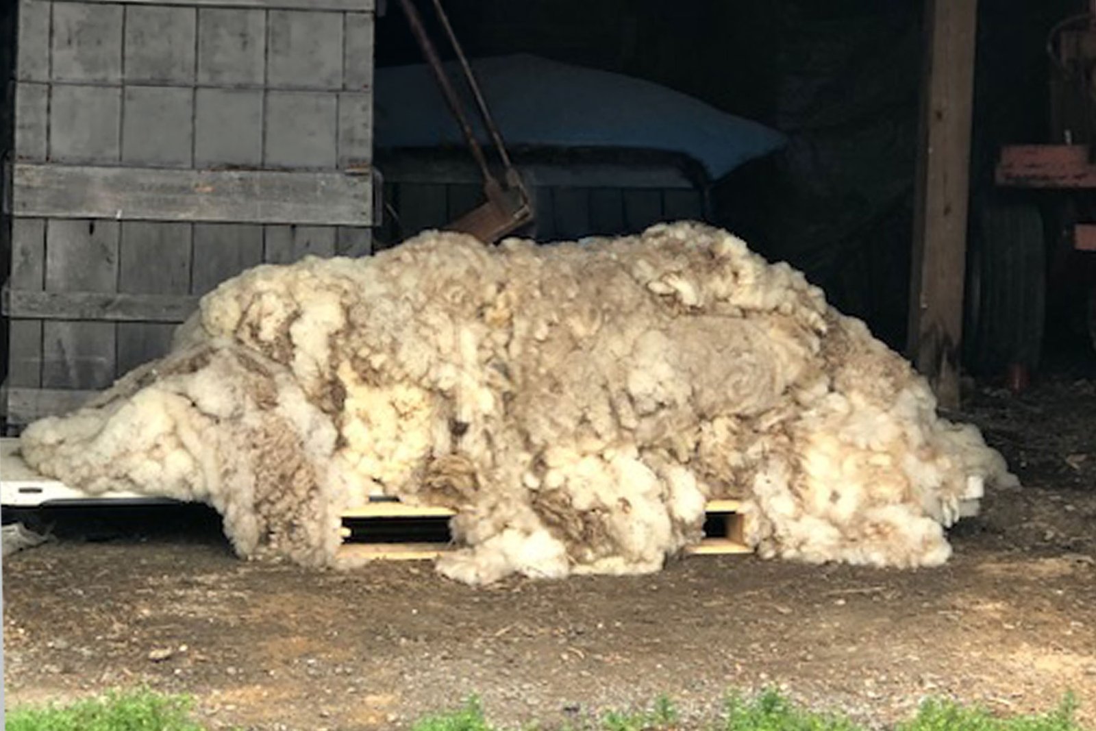 A pallet stacked with raw sheep fleeces at a farm before being cleaned and prepared for handspinning.