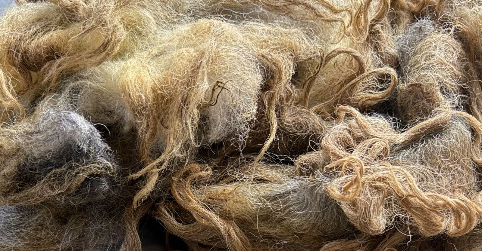 Close-up of raw Jacob Valais cross sheep fleece with curly cream and brown wool
